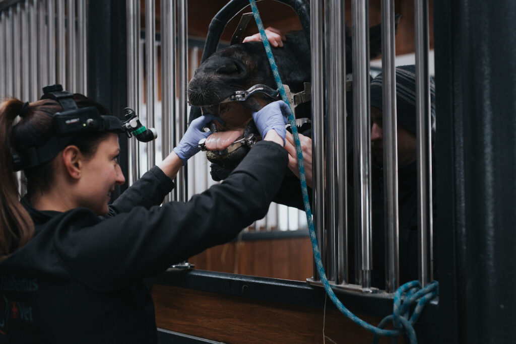 stomatologia dla zwierząt