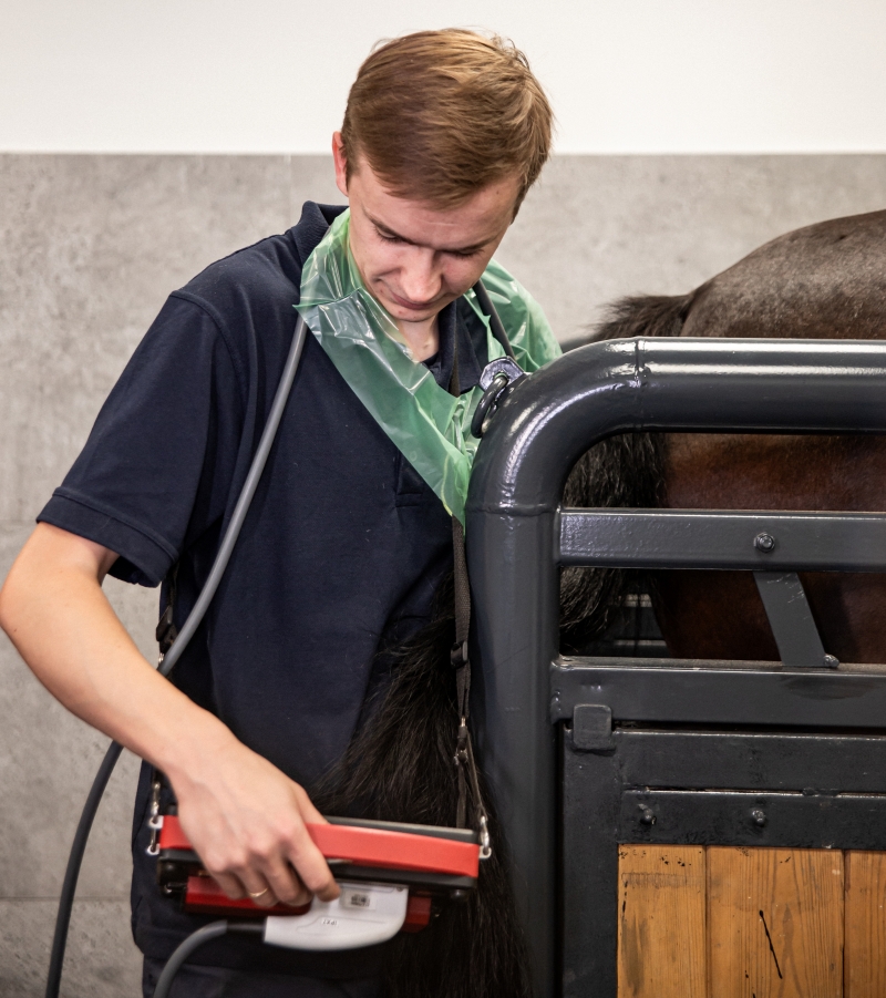 rozród i ginekologia koni